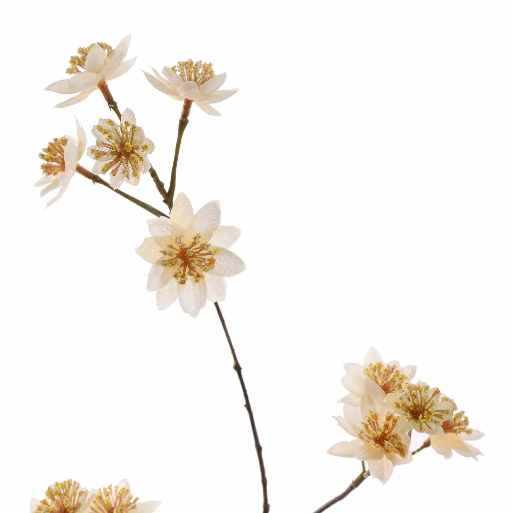 Astrantia_72cm_creme_40510067-cr_2.webp