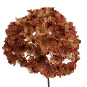 Hortensia_74cm_bruin_40120039-br_2.webp
