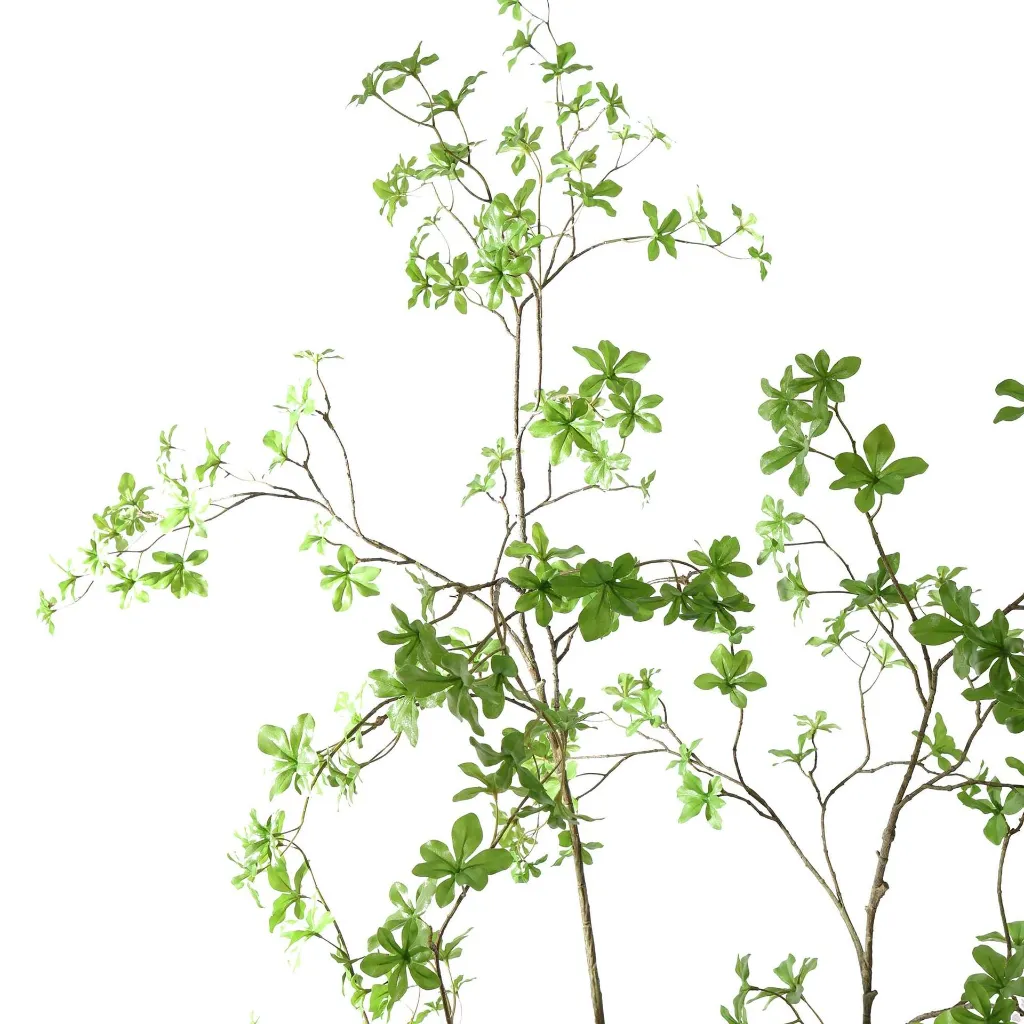 Japanse Enkianthus_200cm_70210123-gr_3_1.webp