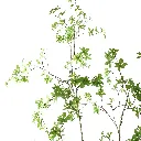 Japanse Enkianthus_200cm_70210123-gr_3_1.webp