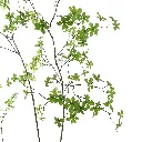 Japanse Enkianthus_200cm_70210123-gr_2_1.webp