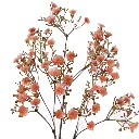 Gipskruid_70cm_roze_40240035-pi_2.webp