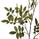 Sorbus_Lijsterbes_76cm_groen_12510089-gr_2_2.webp