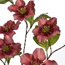 Helleborus_Lenteroos_95cm_Massala_40330004-mas_1_1.webp