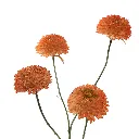 Dahlia_67cm_zalm_40140040-sa_2.webp