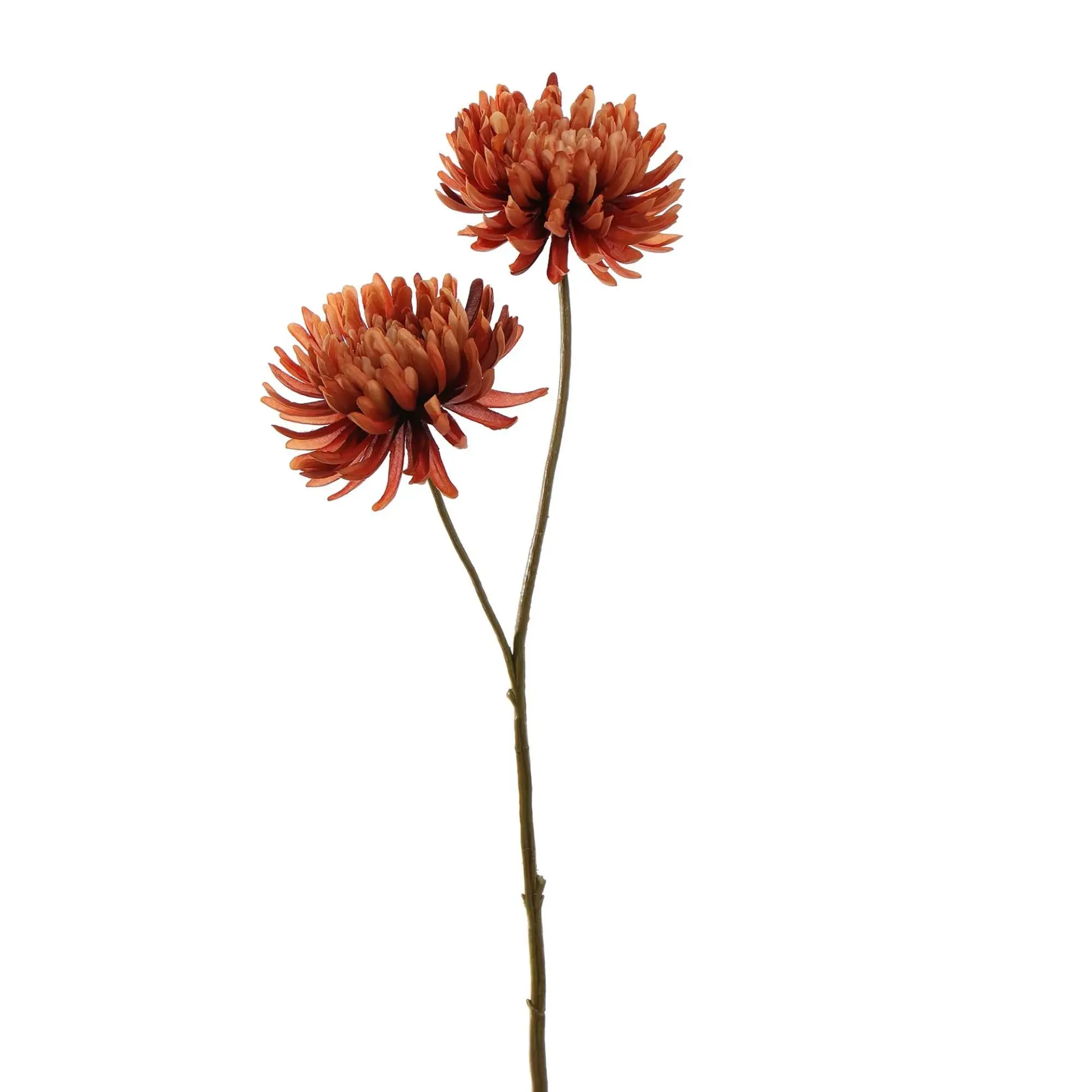 Chrysant Bruin