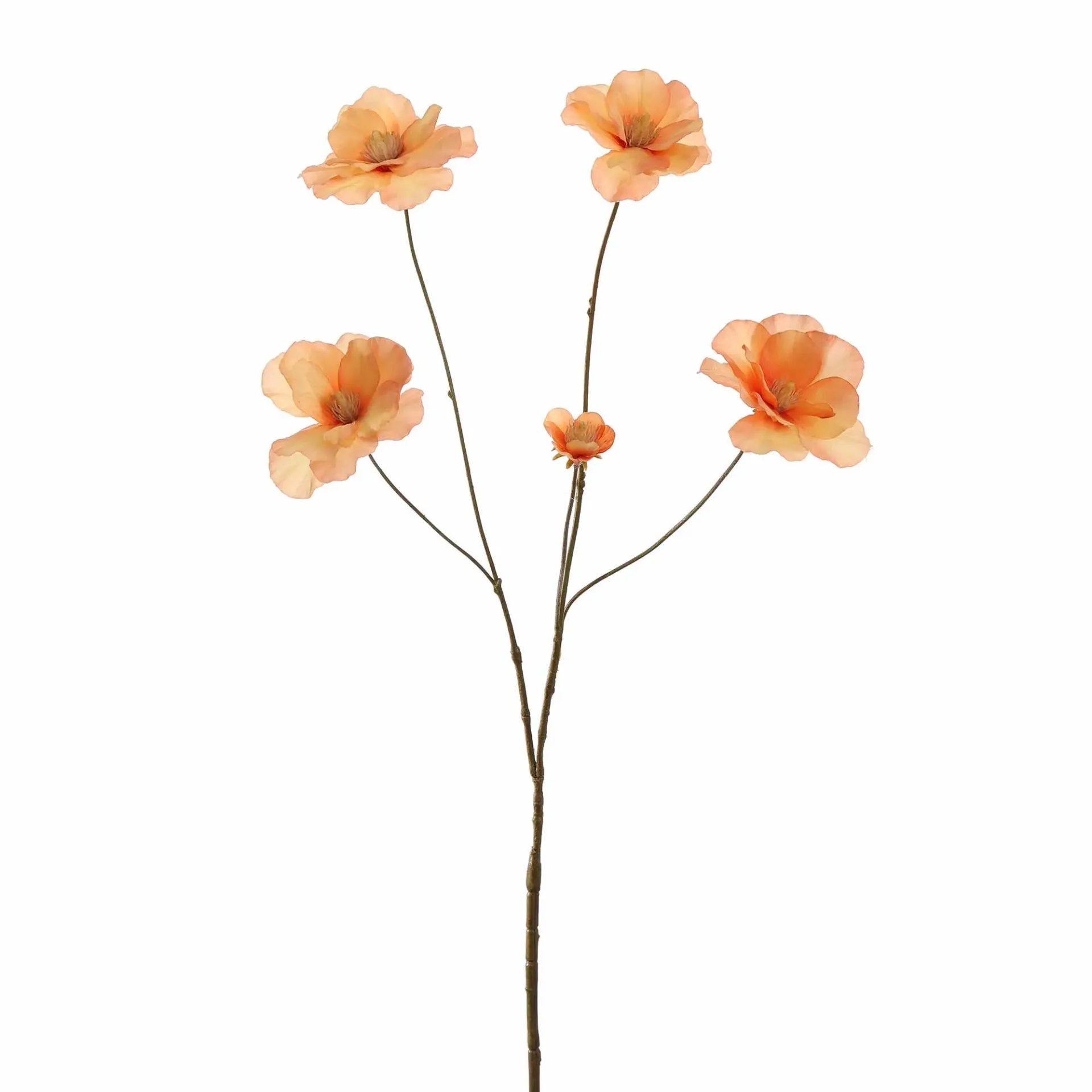 Ranonkel Peach