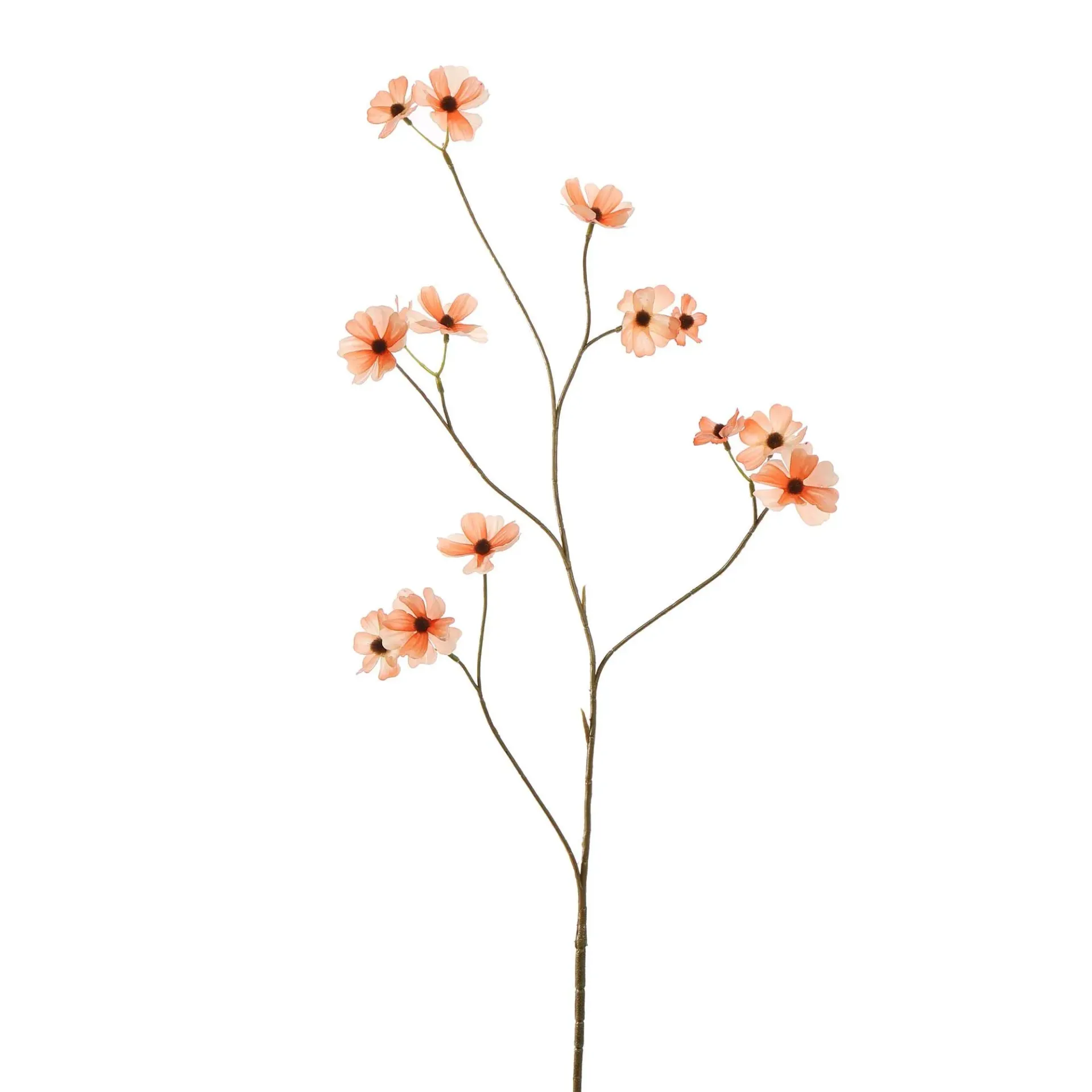 Cosmos Peach