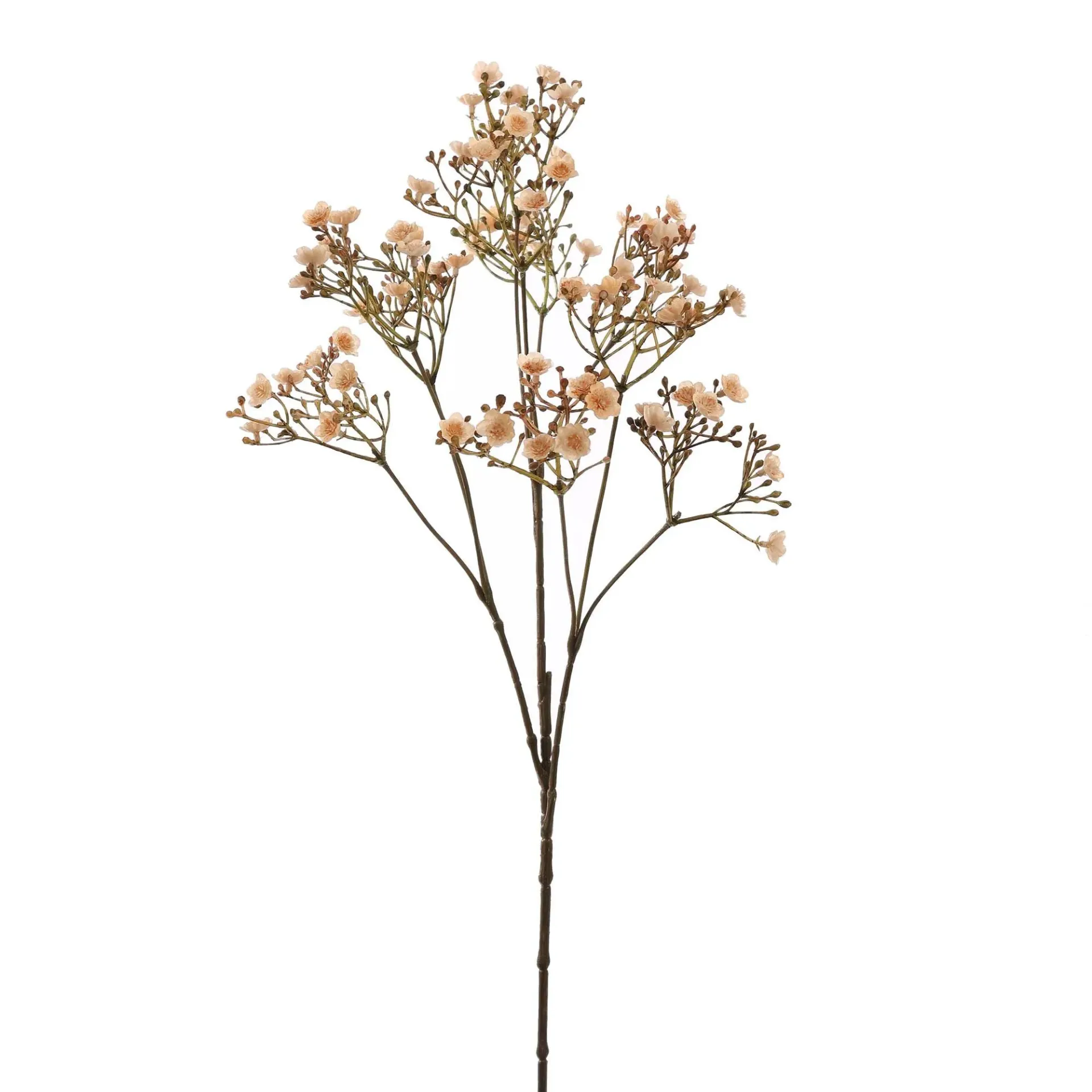 Gipskruid Vanille