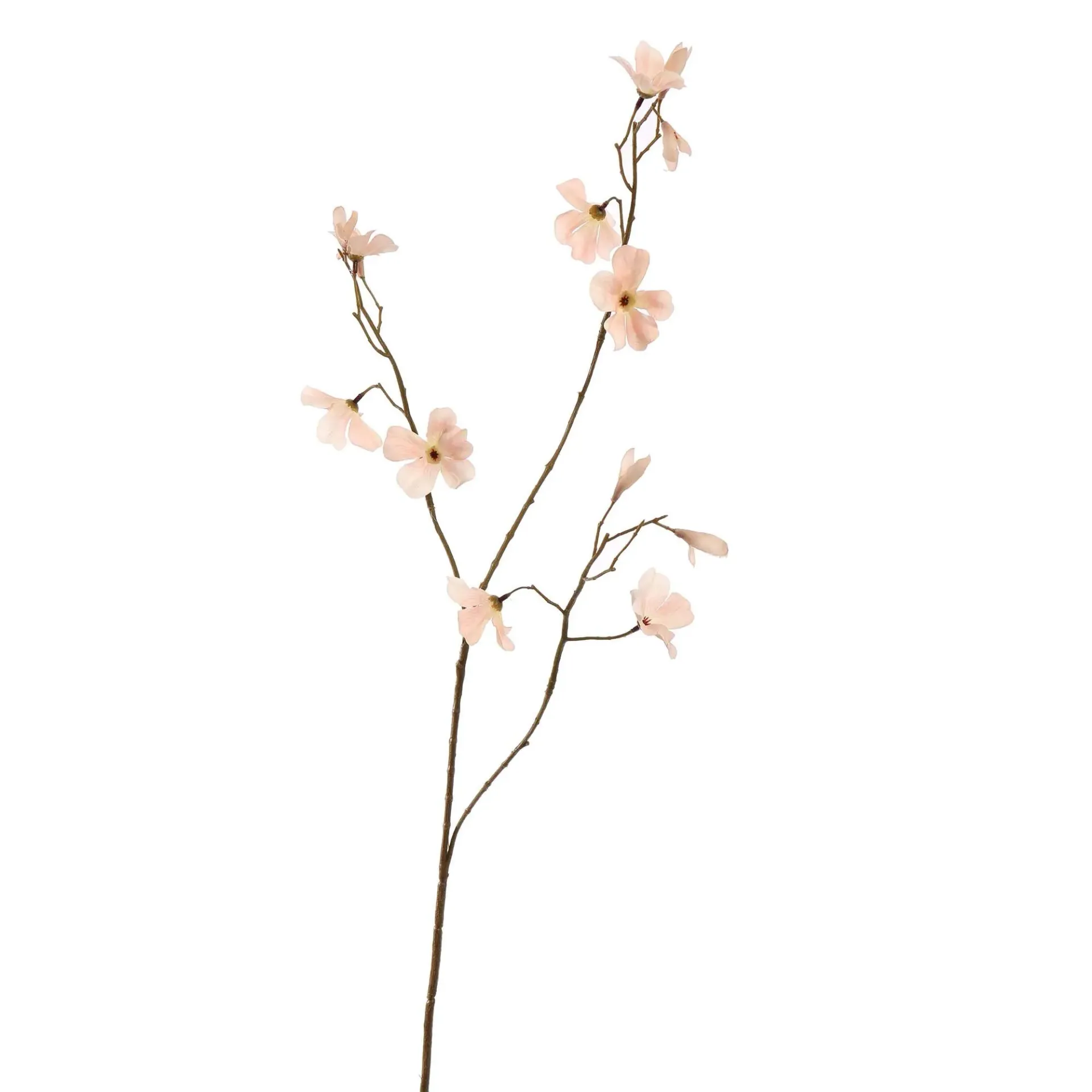 Begonia Beige