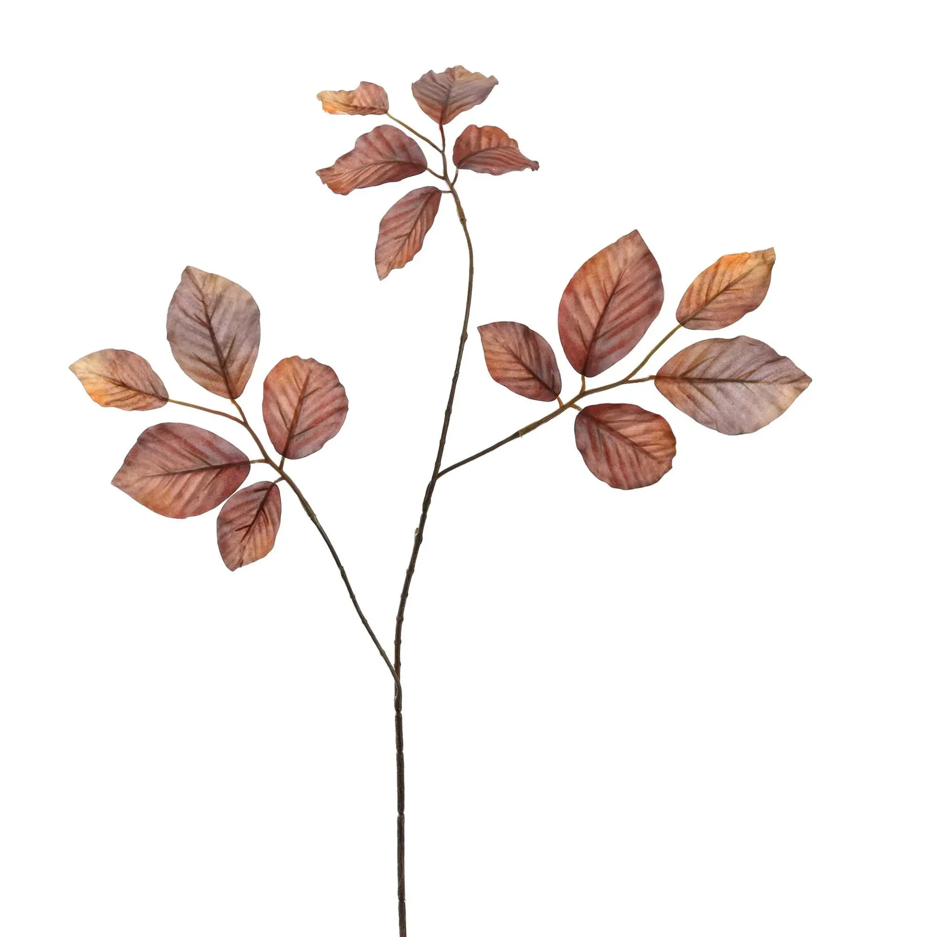 Berkenblad Bruin