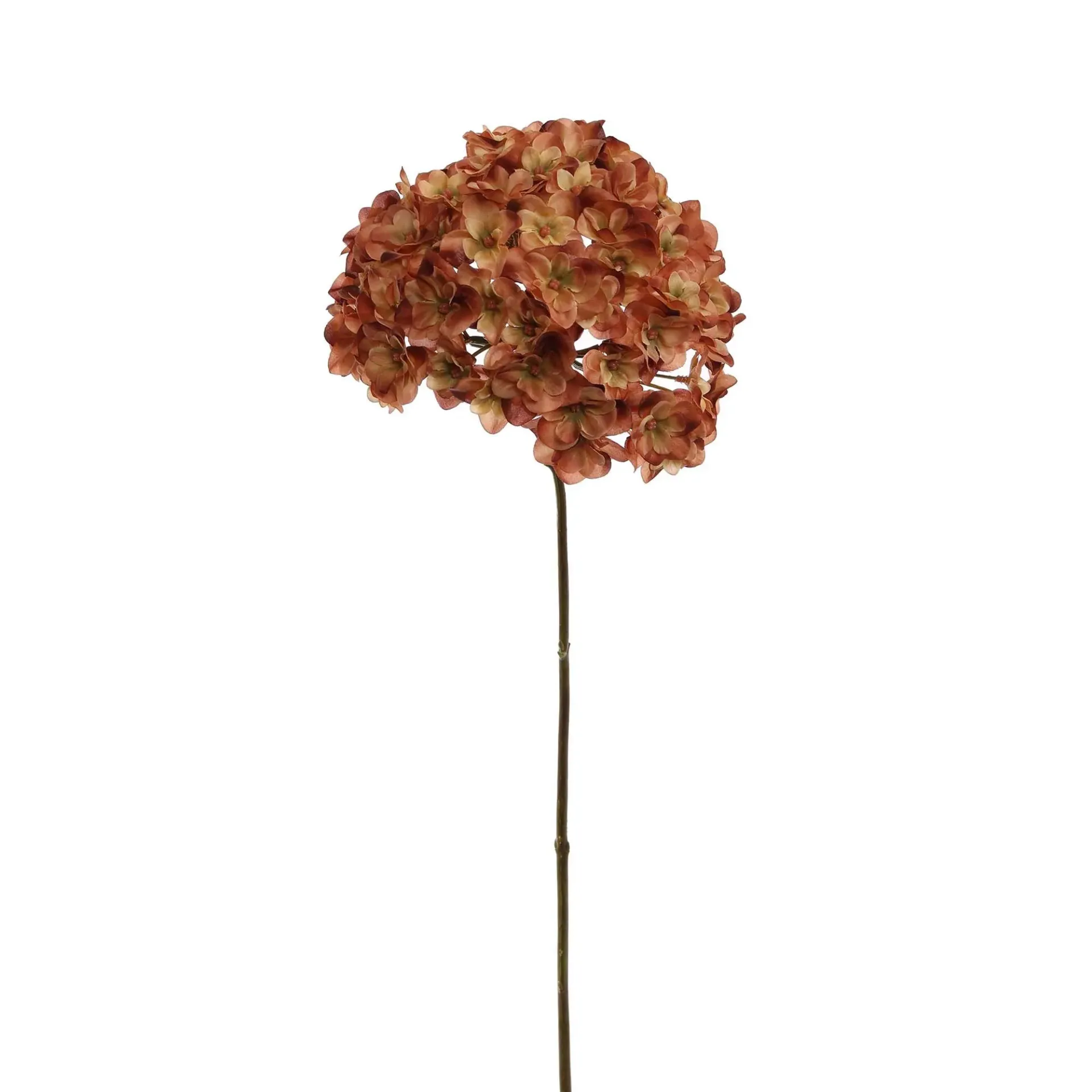 Hortensia Bruin