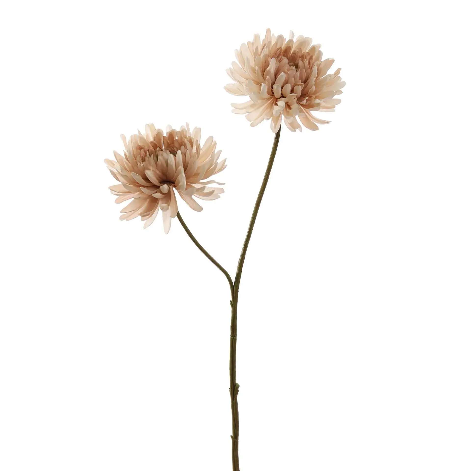 [JAS-40320029-BEI] Chrysant Beige