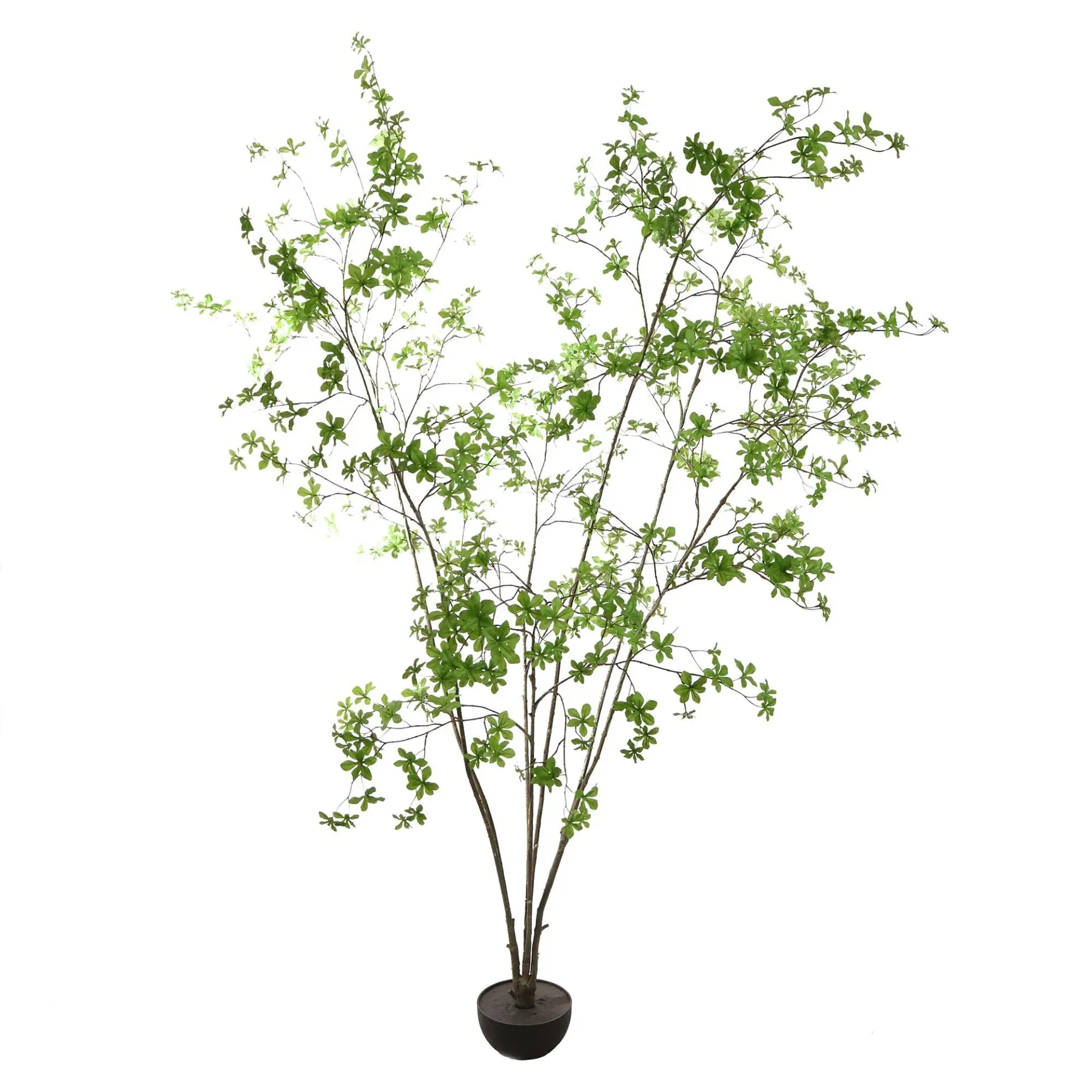 [JAS-70210124-GR] Japanse Enkianthus L