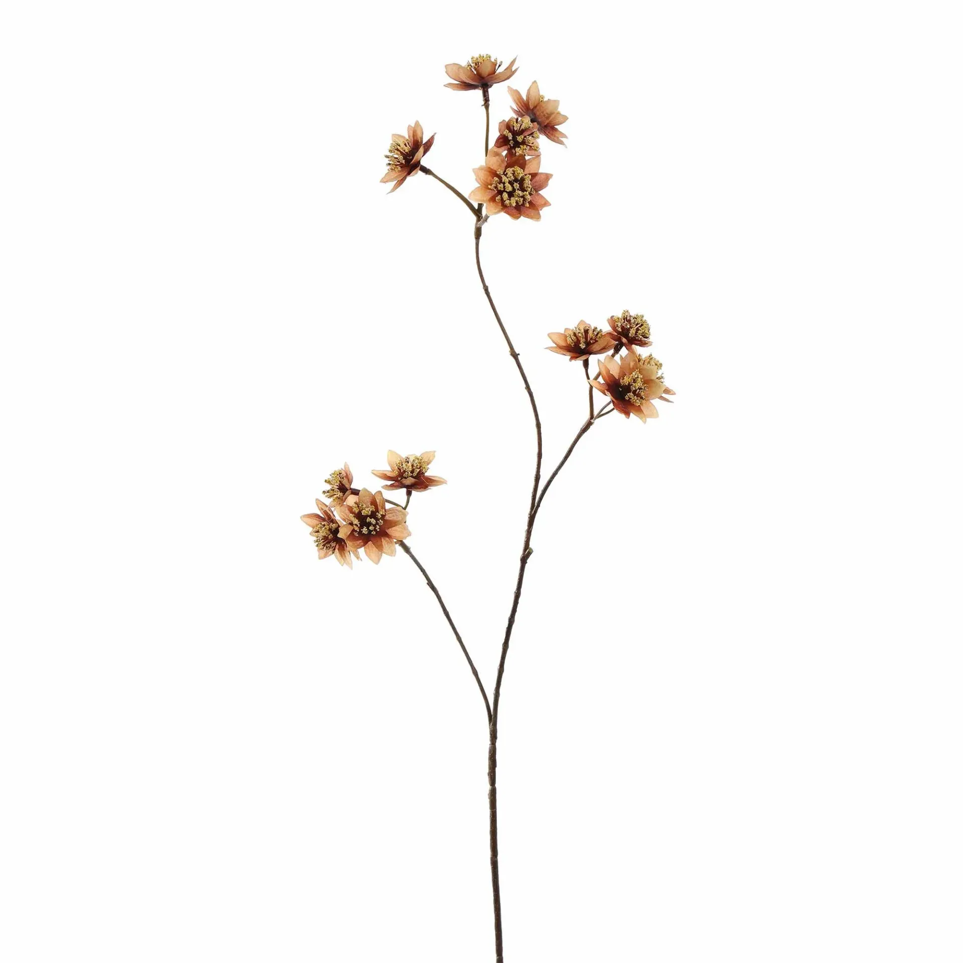 [JAS-40510067-BR] Astrantia Bruin