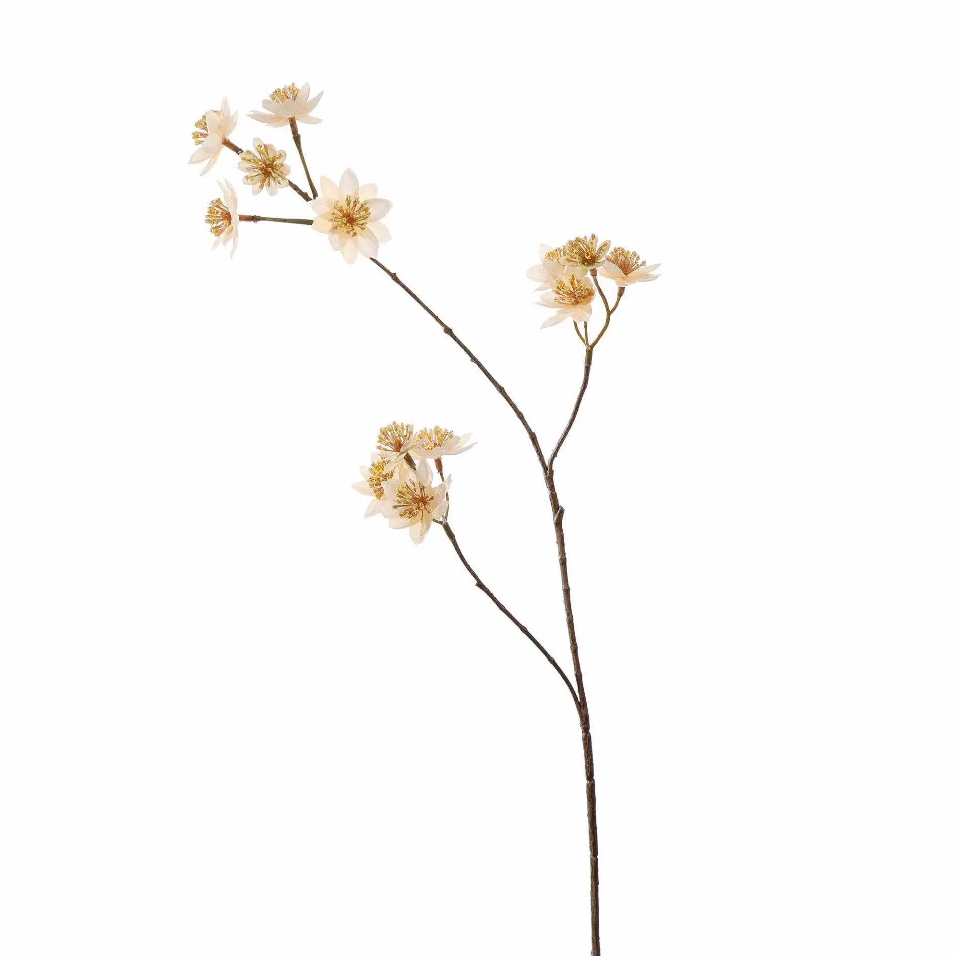 Astrantia Creme