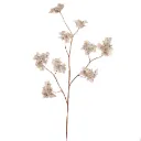 Hortensia Hydrangea Beige