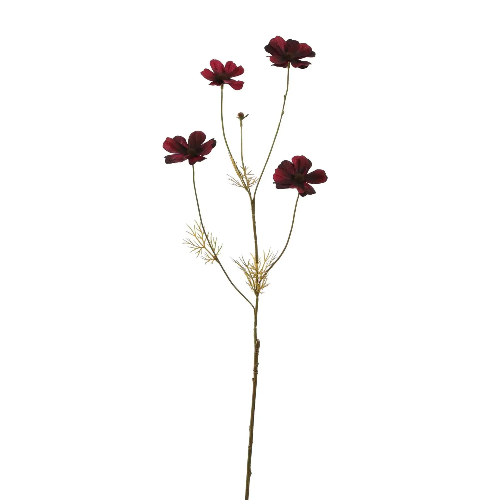 Cosmos Burgundy
