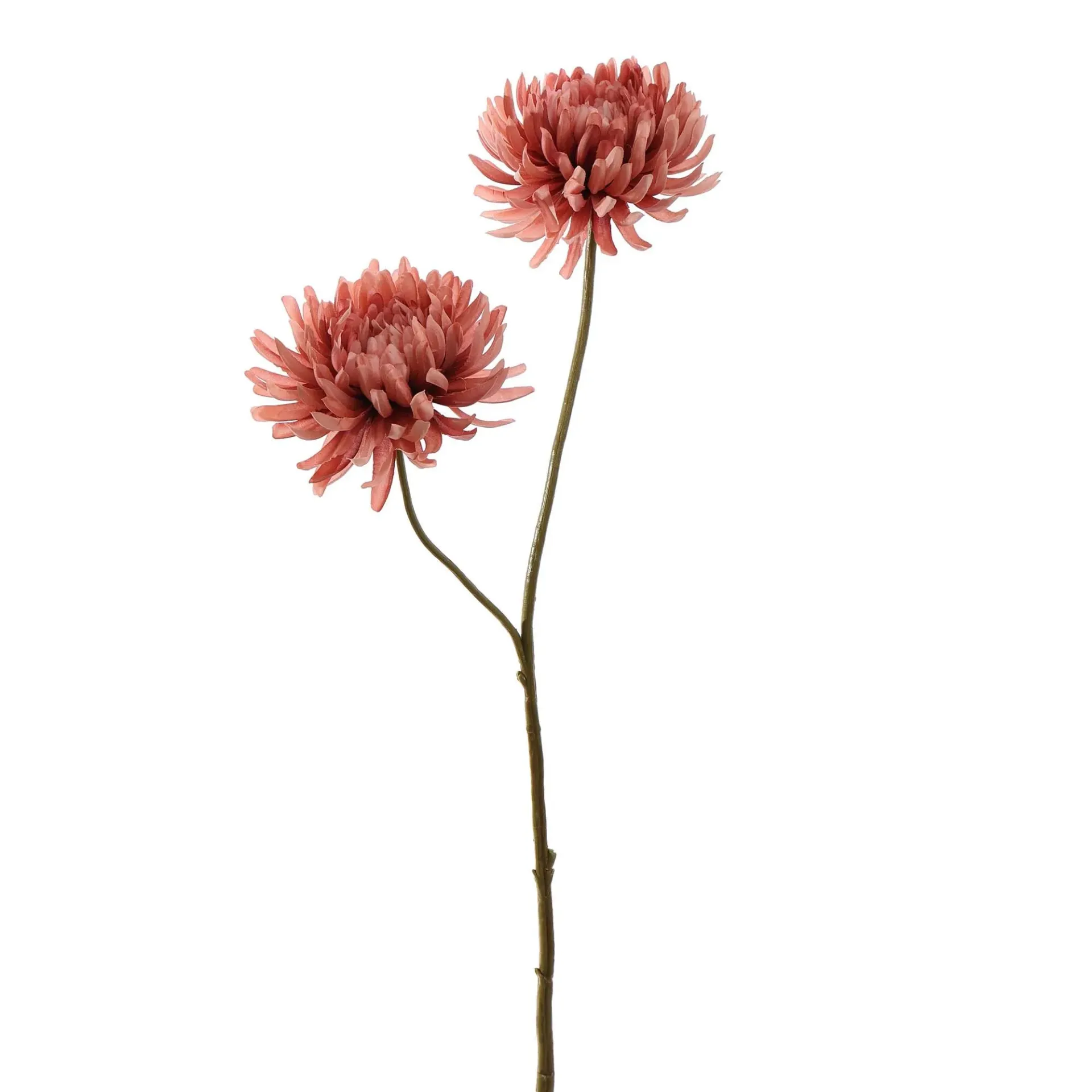 [JAS-40320029-PI] Chrysant Roze