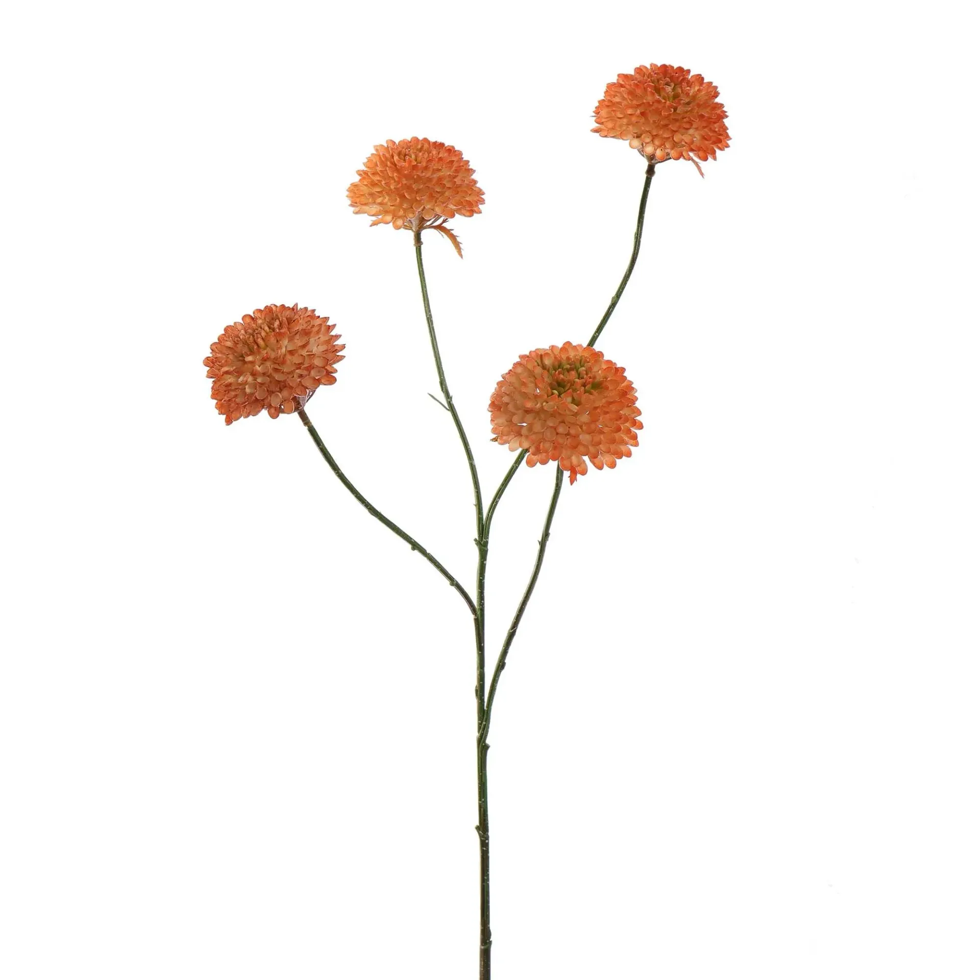 [JAS-40140040-SA] Dahlia Zalm M