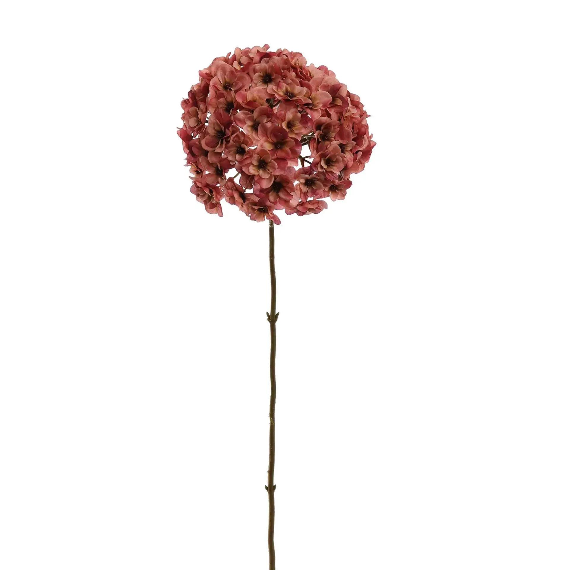 [JAS-40120039-PI] Hortensia Roze