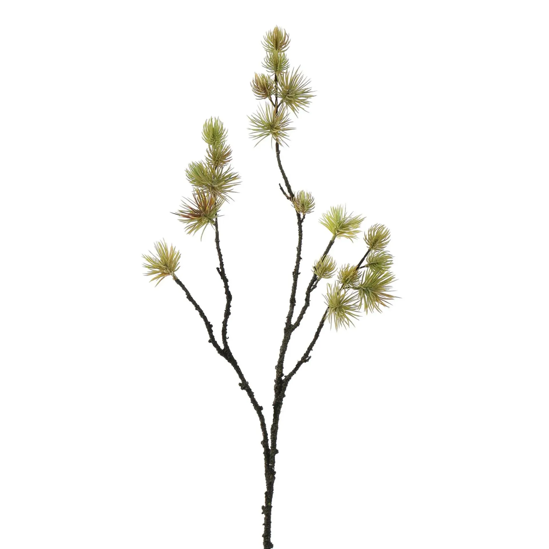 Dennetak Lichtgroen