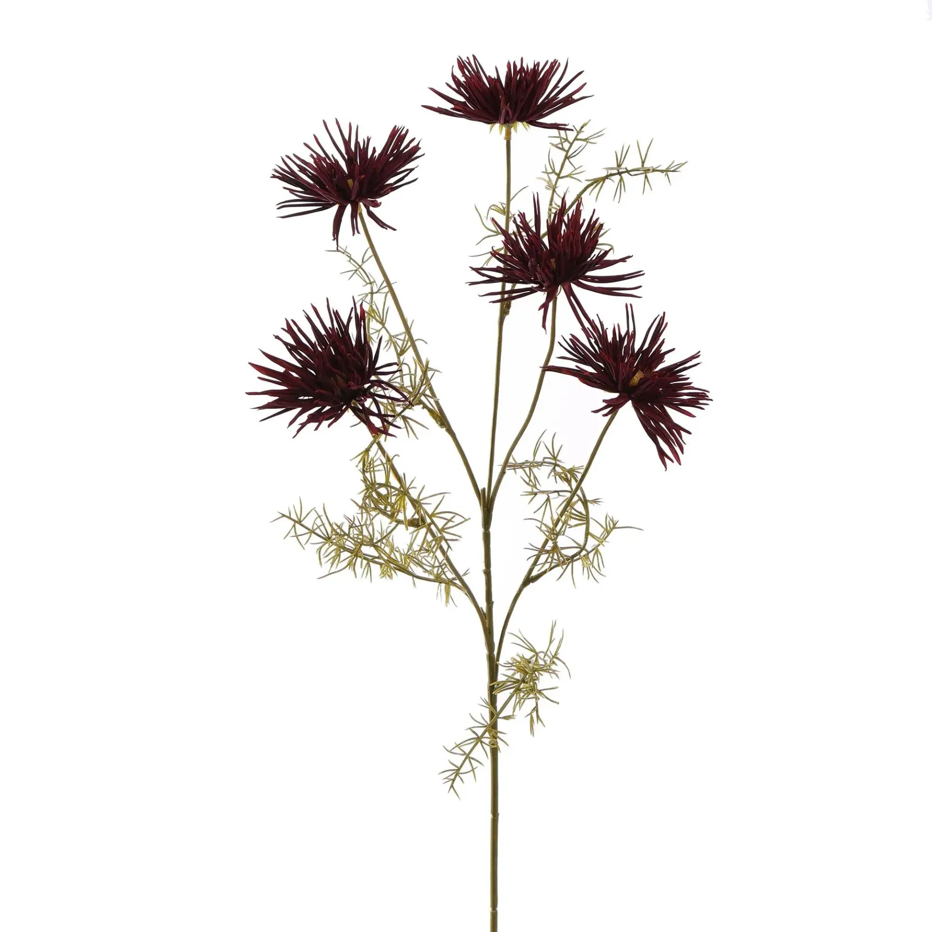 Spinchrysant Burgundy